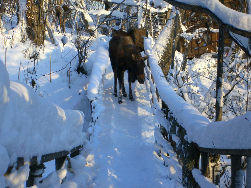 Brigitte'S Bavarian Bed Und Breakfast Millers Landing Экстерьер фото